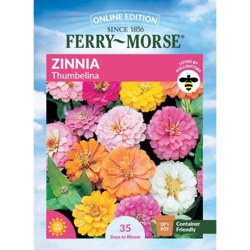 0051 Zinnia Thumbelina Front 2000px