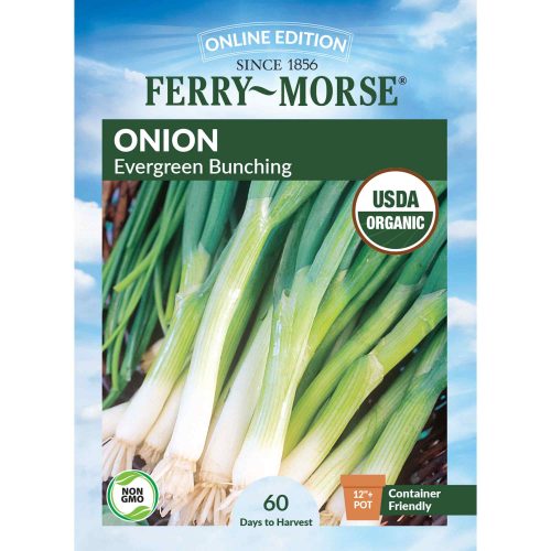 0810 Onion Evergreen Front 2000px