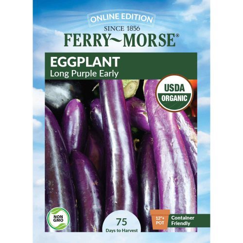 1403 Eggplant Long Purple Front 2000px