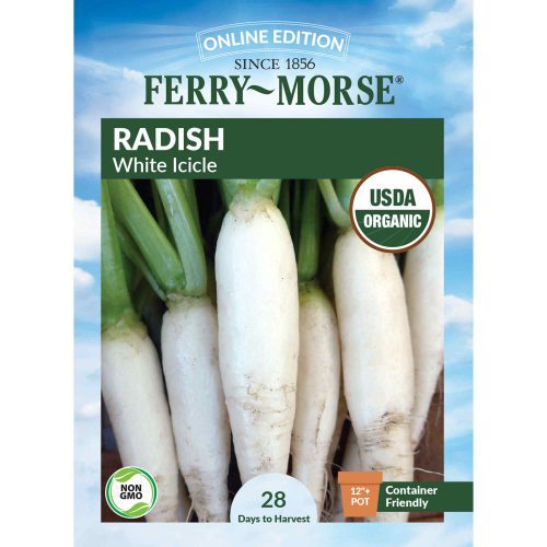 1422 Radish White Icicle Front 2000px