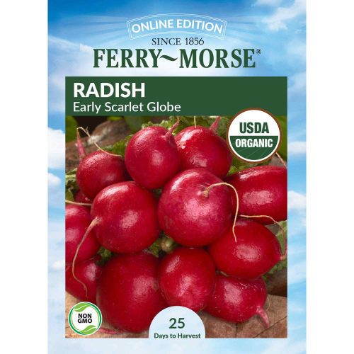 1450 Radish Early Scarlet Front 2000px