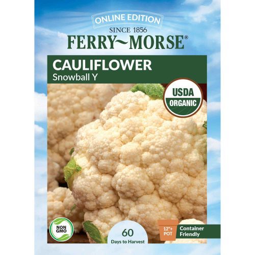 2314 Cauliflower Snowball Front 2000px