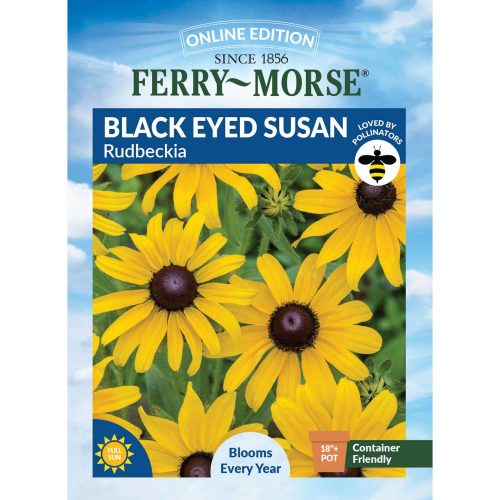 4000 Black Eyed Susan Front 2000px