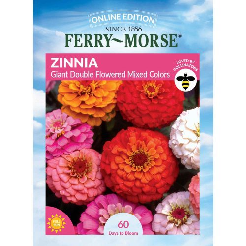 4024 Zinnia Giant Double Flowered Front 2000px