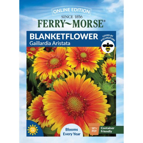 4063 Blanketflower Front 2000px