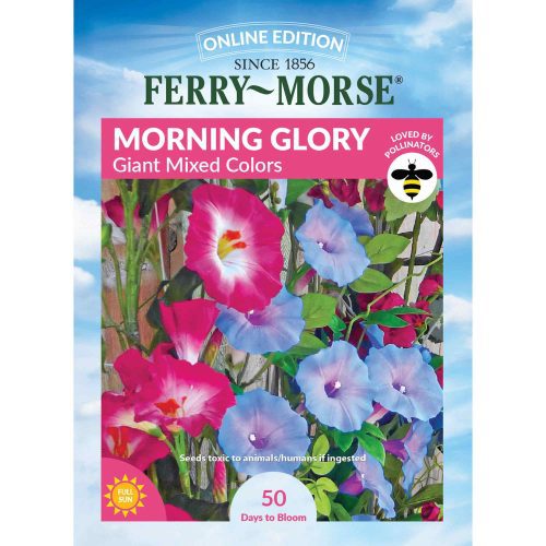 4067 Morning Glory Giant Mix Front 2000px