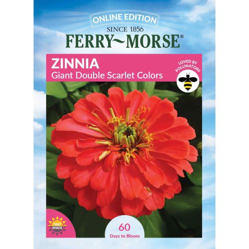 4071 Zinnia Scarlet Front 2000px