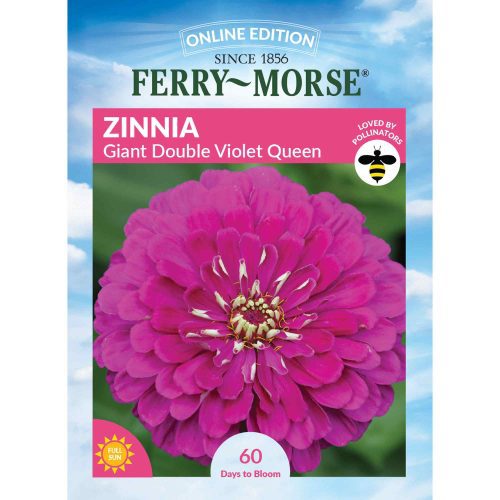 4072 Zinnia Violet Queen Front 2000px