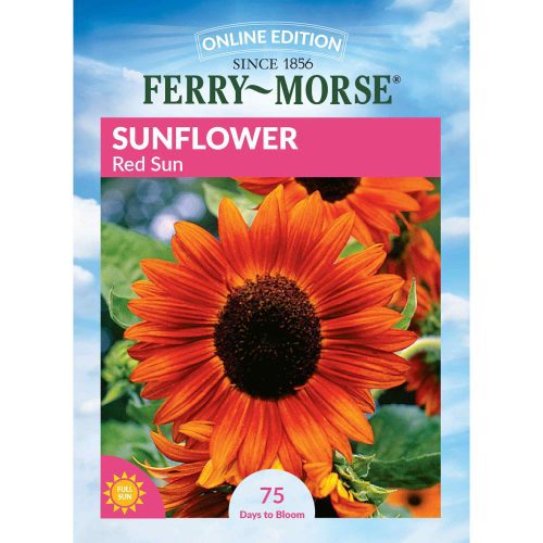 4183 Sunflower Red Sun Front 2000px