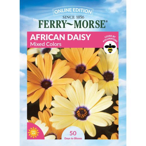 5031 African Daisy MC Front 2000px