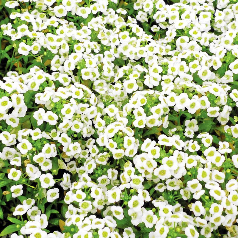 5061 CarpetofSnowAlyssumseeds FerryMorsebrighter