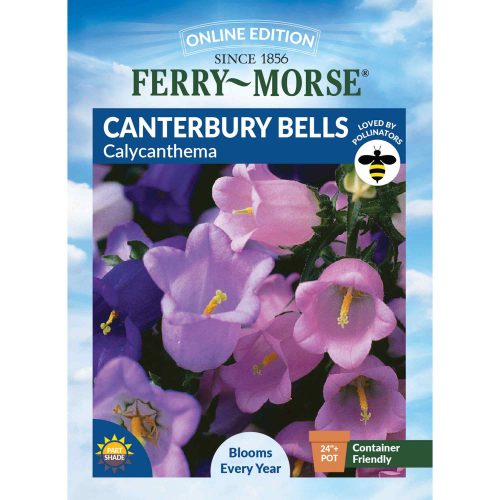 5371 Canterbury Bells Front 2000px