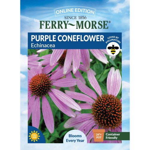 5611 Purple Coneflower Front 2000px