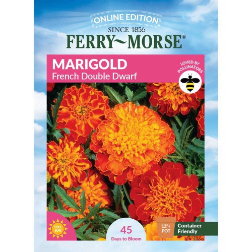 6020 MArigold French Front 2000px