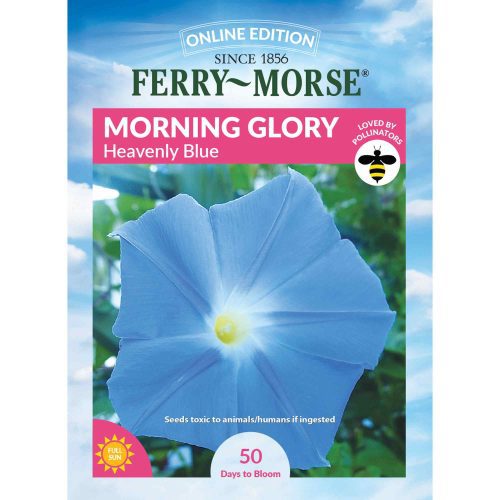 6083 Morning Glory Heavenly Front 2000px