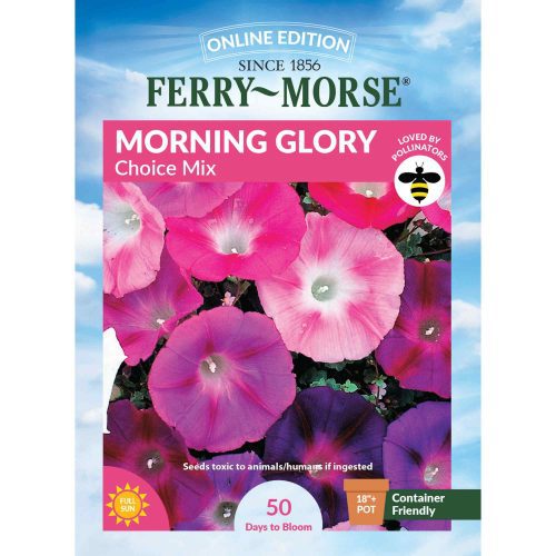 6086 Morning Glory Choice Front 2000px