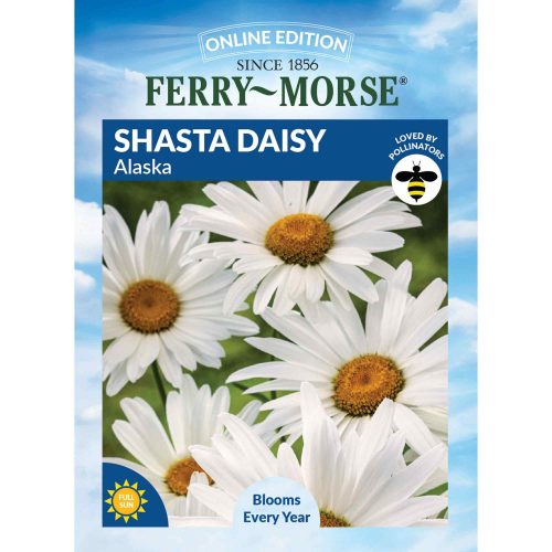 6461 Shasta Daisy Alaska Front 2000px