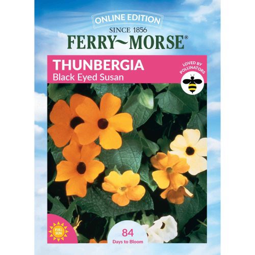 6621 Thunbergia Black Eyed Susan Front 2000px