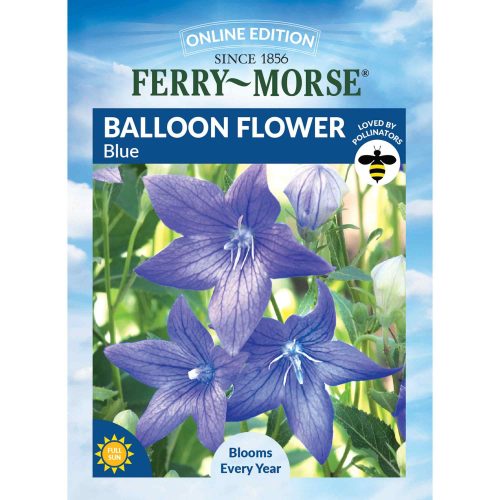 6703 Balloon Flower Front 2000px