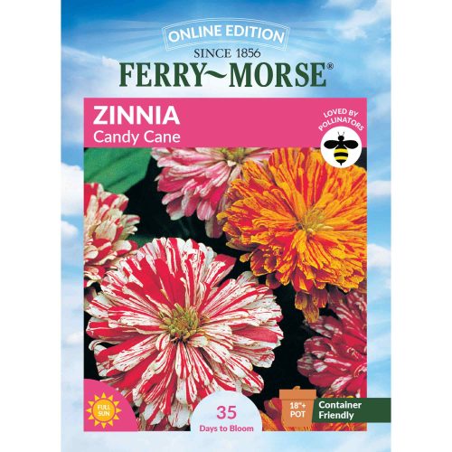 6745 Zinnia Candy Cane Front 2000px