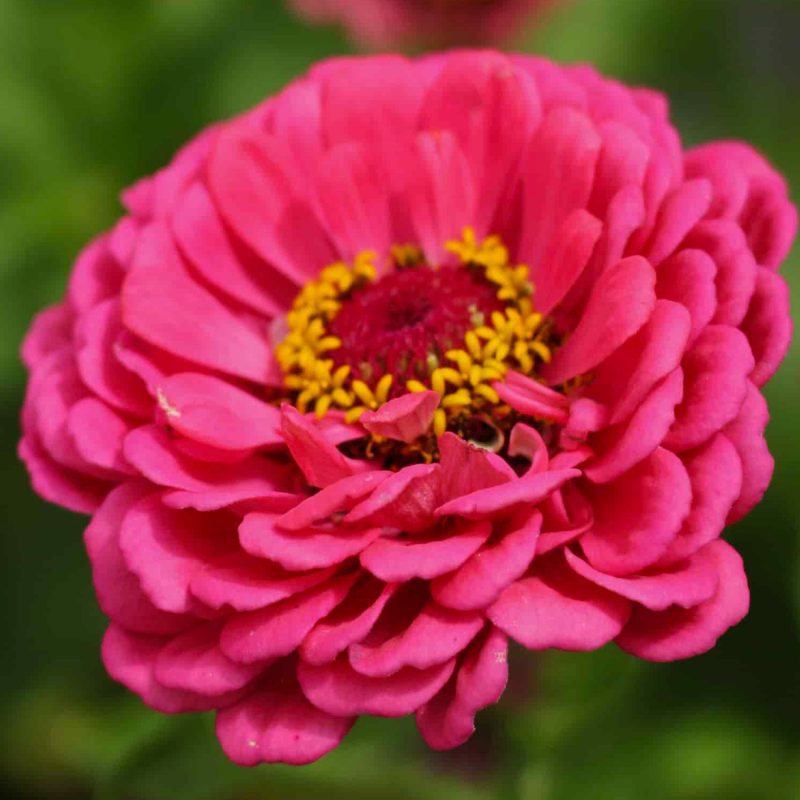 6756 GiantDoubleEnchantressZinniaflowerseeds FerryMorse