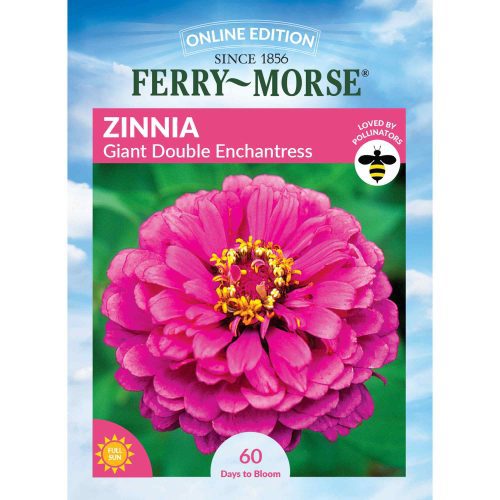 6756 Zinnia Enchantress Front 2000px