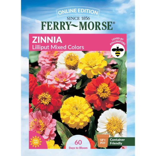 6806 Zinnia Lilliput Front 2000px