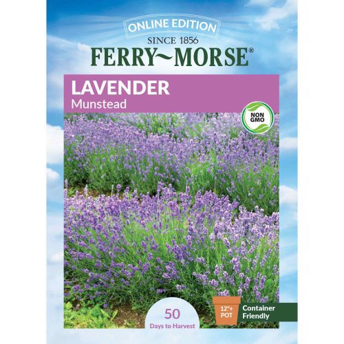 7343 Lavender Munstead Front 2000px