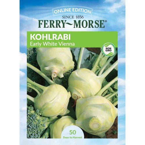 7372 Kohlrabi Early White Front 2000px