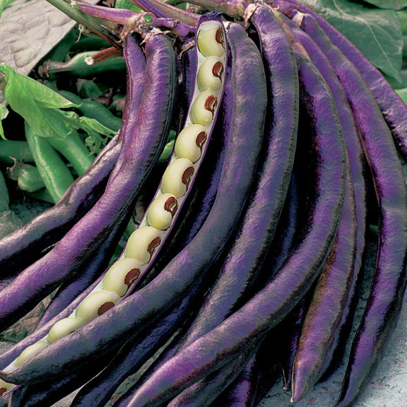 7524 Cowpea Pinkeye Purple