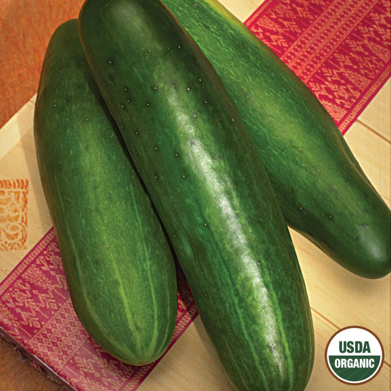 9524 Organic Cucumber Bushy