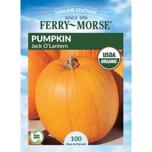 9535 Pumpkin Jack O Lantern Front 2000px