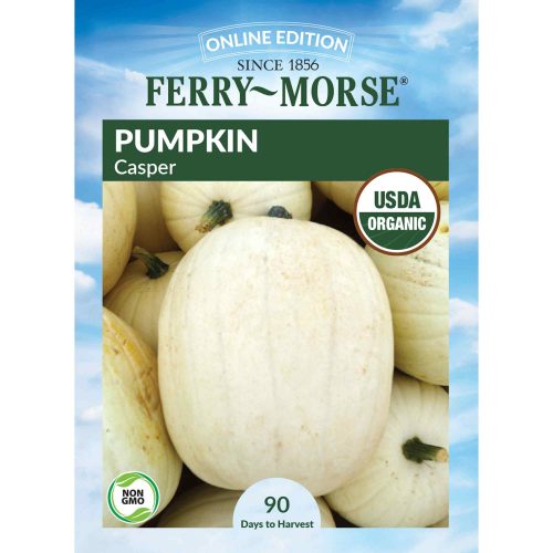 9639 Pumpkin Casper Front 2000px