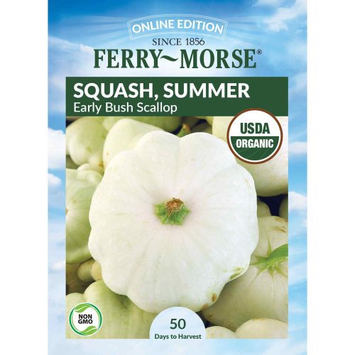 9641 Squash Early Bush Scallop Front 2000px