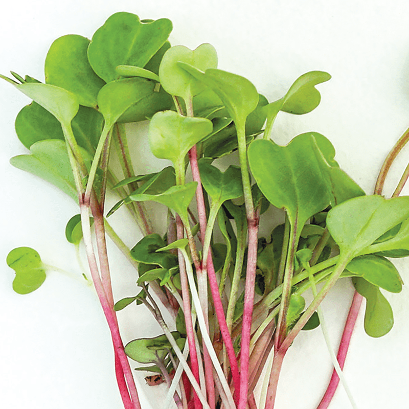 9674 Microgreens Rainbow croppedvariety