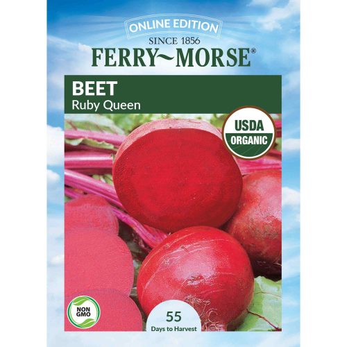 9712 Beet Ruby Queen Front 2000px