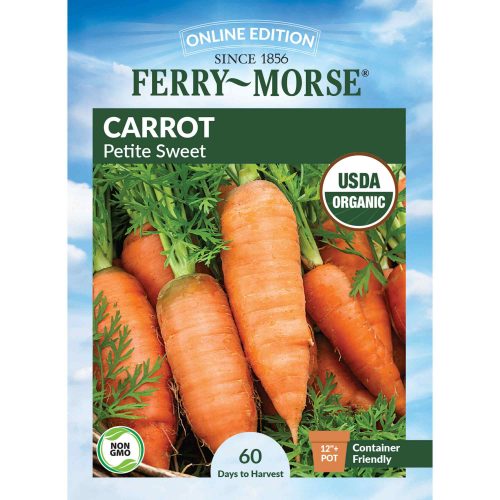 9713 Carrot Petite Sweet Front 2000px