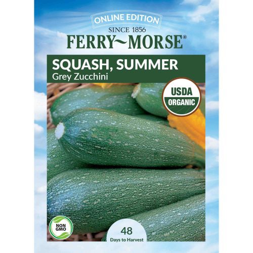 9719 Squash Grey Zucchini Front 2000px