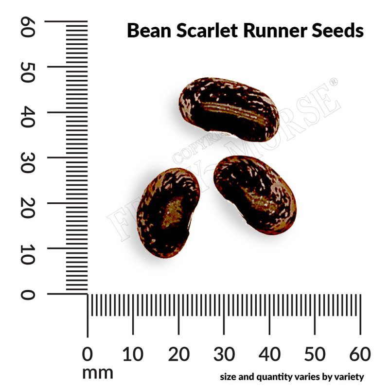 A Bean Scarlet Runner Seeds measurement