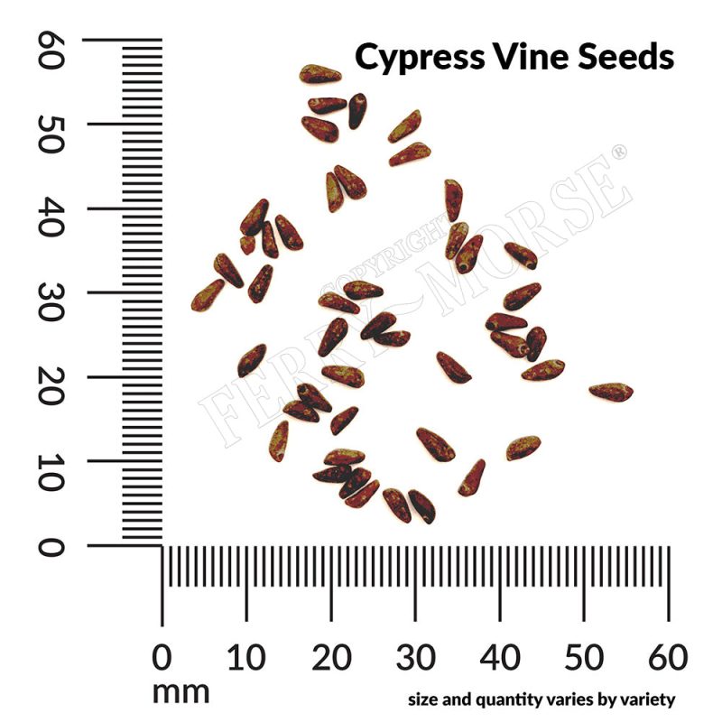 A Cypress Vine Seeds measurement