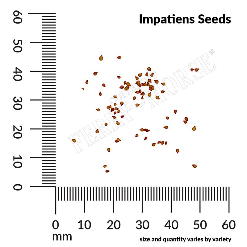 A Impatiens Seeds measurement lrqivb