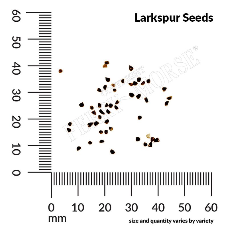 A Larkspur Seeds measurement