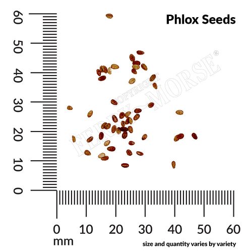 A Phlox Seeds measurement ybnalx