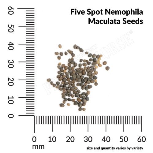 A Five Spot Nemophila Maculata Seeds