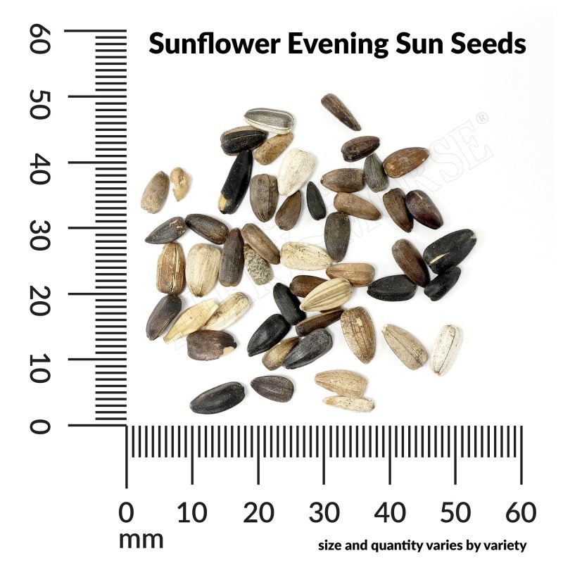 A Sunflower Evening Sun Seeds