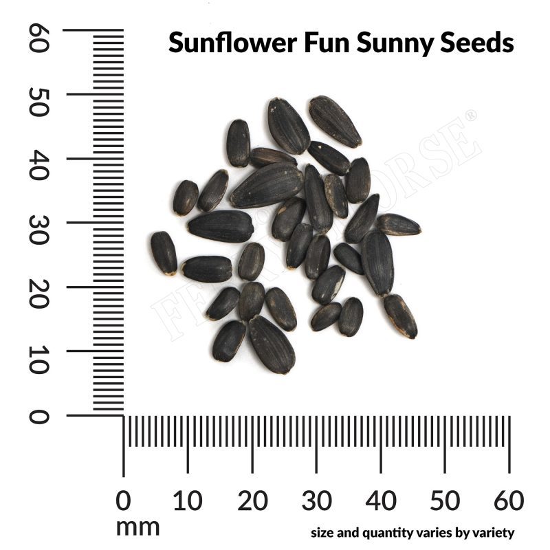 A Sunflower Fun Sunny Seeds