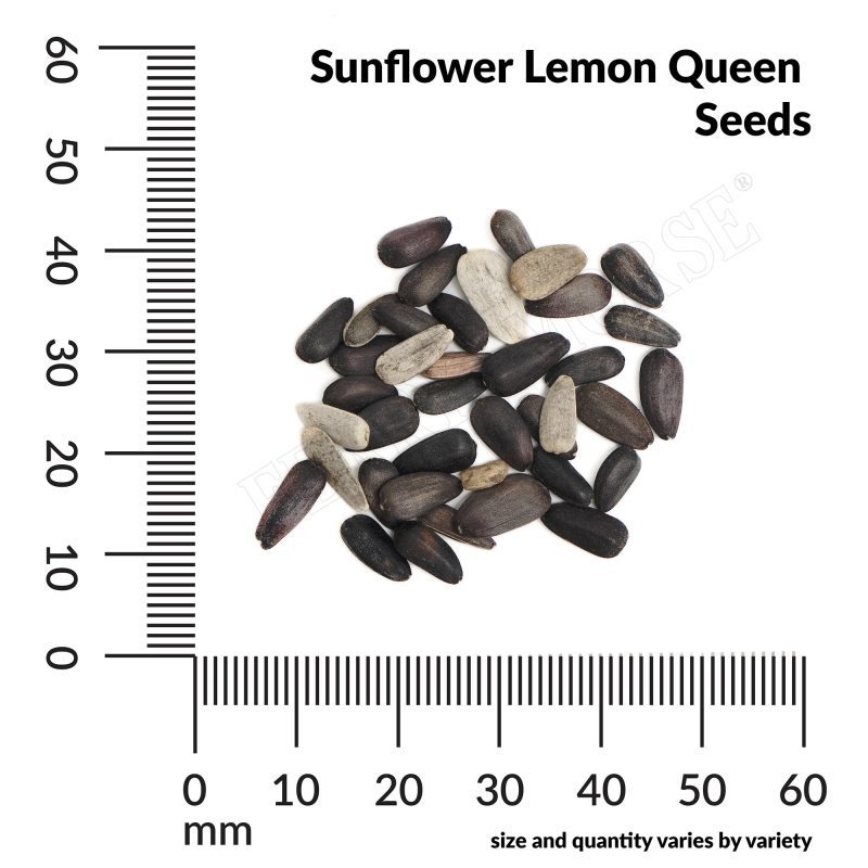 A Sunflower Lemon Queen Seeds