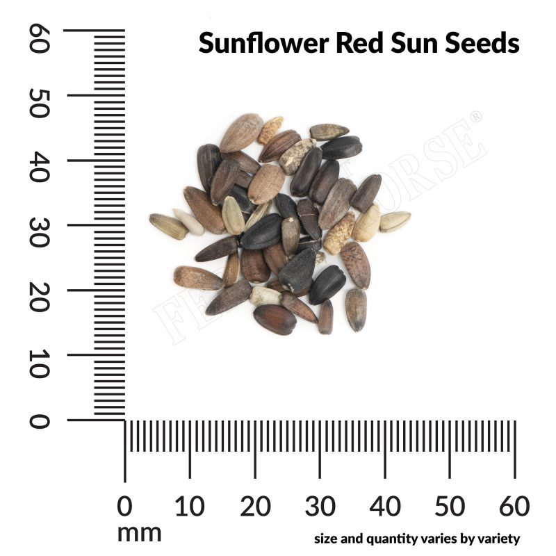 A Sunflower Red Sun Seeds