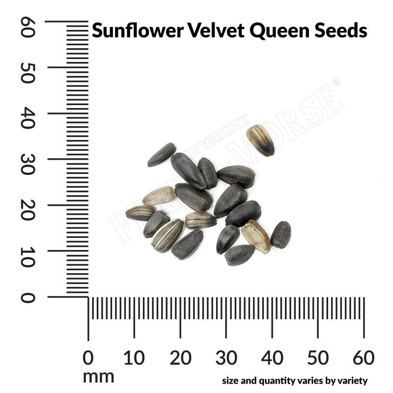 A Sunflower Velvet Queen Seeds