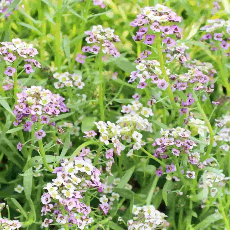 Alyssum Pastel Carpet Flower Annual Ferry Morse